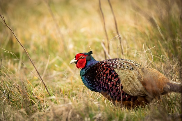 a pheasant bird in a field