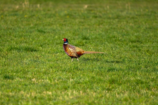 Pheasant on the side