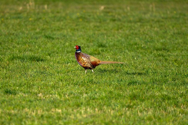 Pheasant on the side