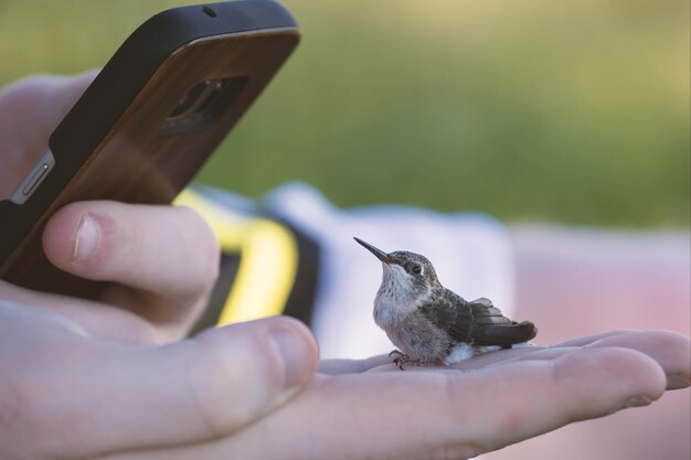 Phone taking a picture of a tiny hummingbird on a human hand