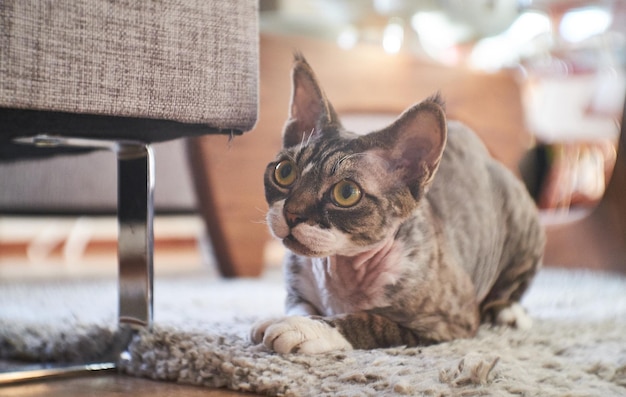 Photo of a Canadian sphinx in a cozy house