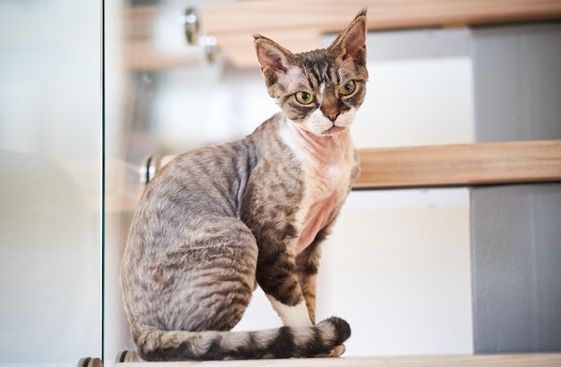 Фото кошки породы сфинкс, сидящей на лестнице.