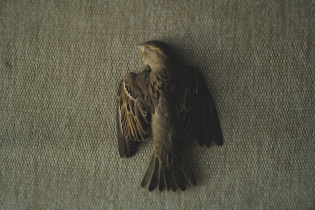 A photo of a dead sparrow