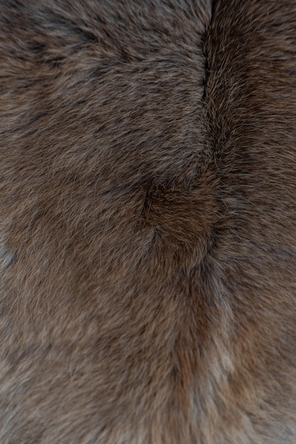 Free photo photo of fur texture pattern