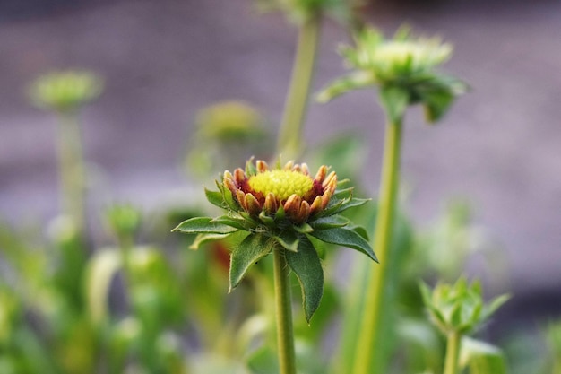 Photo of a green Chrysanthemum flower bud in a closeup shoot, also known as Chandramallika