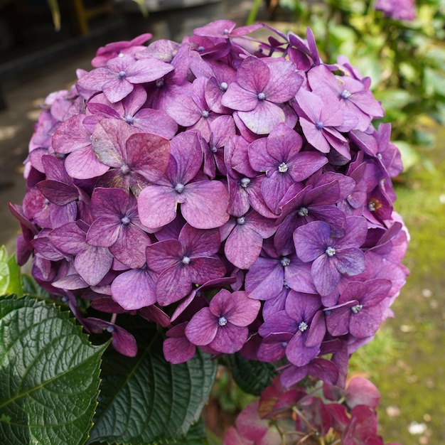 Image of Hortensia annabelle purple flower closeup