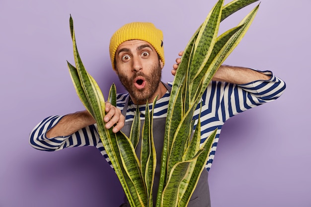 感動した無精ひげを生やした男の写真は、緑のサンセベリア植物を手に取って、驚異的な外観を持ち、紫の背景の上に隔離された縞模様のジャンパーと黄色い帽子をかぶっています。鉢植え開花。自宅でのガーデニング