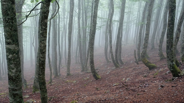 Photo of a misty forest with tall trees