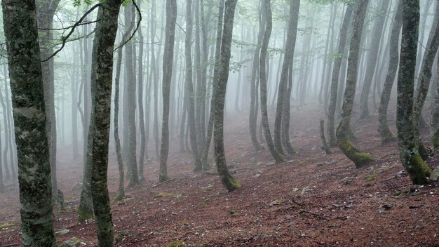 背の高い木々のある霧の森の写真