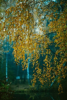Фото осенних листьев на размытом фоне