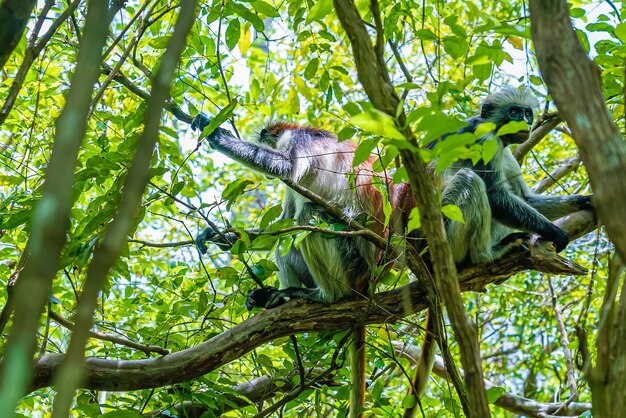 Фотография красной обезьяны-колобуса, совокупляющейся на ветке. Занзибар, Танзания. Пилиоколобус тефроскелес