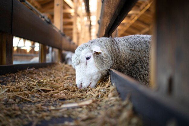 Photo of sheep animal eating food from automated conveyor belt feeder at cattle farm