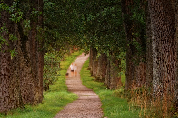 녹색 잎 나무 옆에 걷는 두 사람의 사진