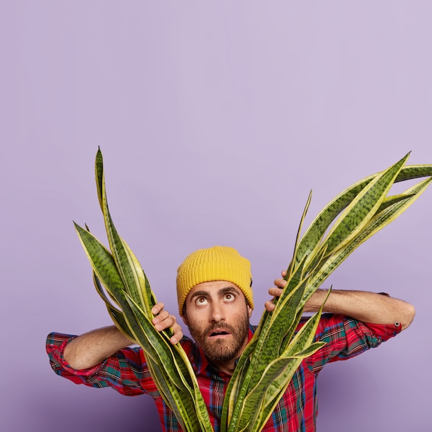 Photo of wondered unshaven man stands near sansieveria plant, looks upwards, wears yellow hat and checkered shirt, cares about house plants