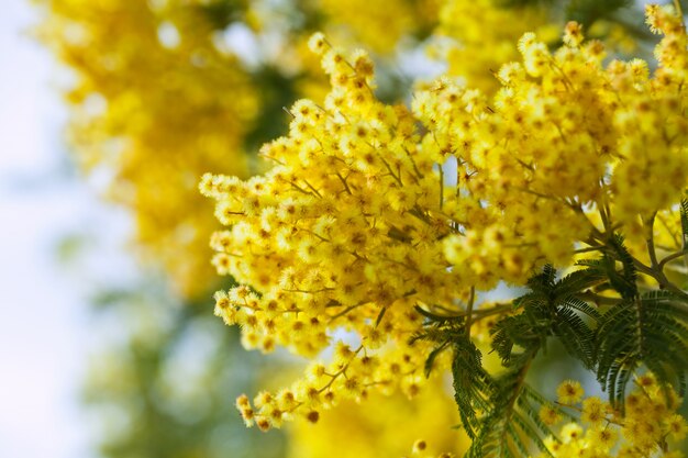 photo of yellow Acacia