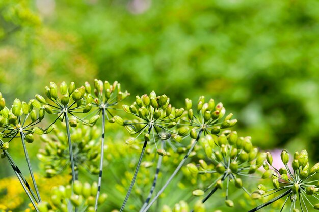 フェンネル Foeniculum Vulgare 緑のフェンネルの花 ディルの花 プレミアム写真 フェンネル Foeniculum Vulgare 緑のフェンネルの花 ディルの花 プレミアム写真