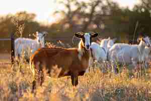 Free photo photorealistic flock of goats in nature