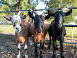 Free photo photorealistic flock of goats in nature