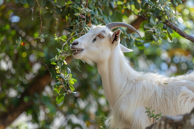 Photorealistic goat in nature