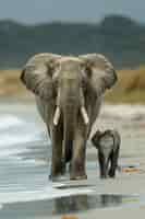 Free photo photorealistic scene of wild elephants