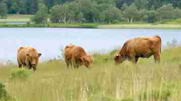 Free photo photorealistic view of cow grazing outdoors