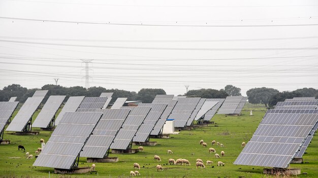 Photovoltaic power station in the middle of a field with sheep39s