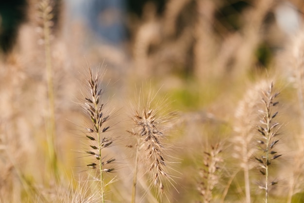 바람에 물결 치는 Phragmites