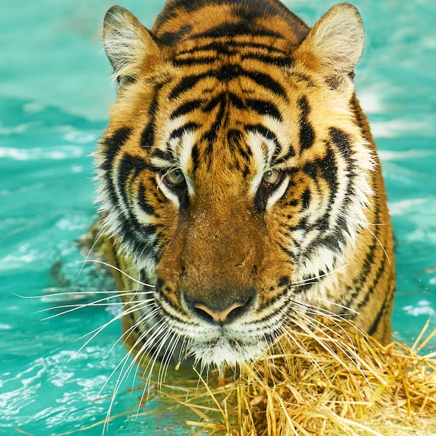 Foto gratuita phuket maestosa natura animale furioso