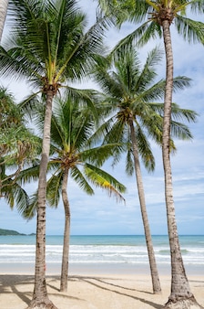 푸켓 파통 비치 파통 비치 주변에 야자수가 있는 여름 해변 푸켓 섬 태국, 여름 시즌에 푸른 하늘을 배경으로 하는 아름다운 열대 해변 copy space.