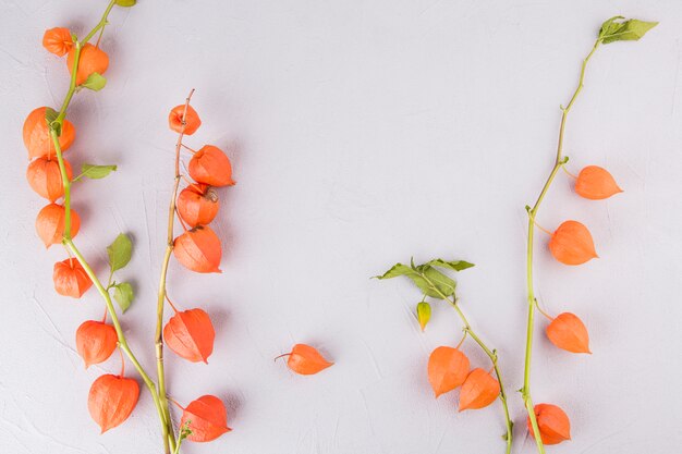 Physalis branches scattered on white table