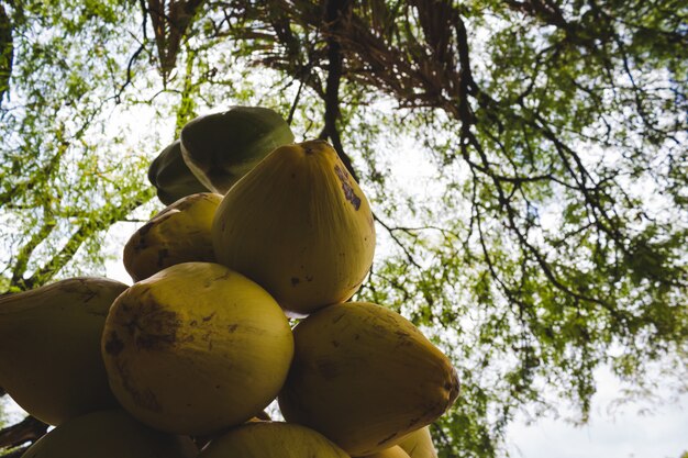 나무에서 매달린 코코넛 다발
