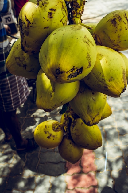 Picked bunch of coconuts