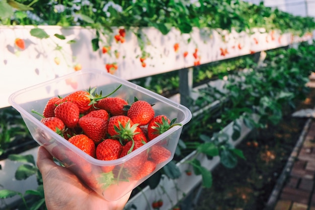 Picking strawberry