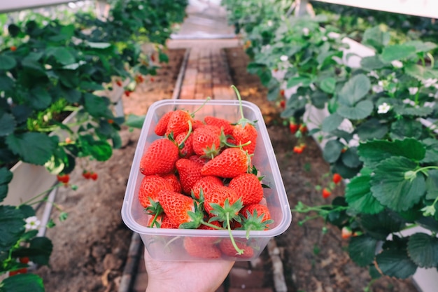 Free photo picking strawberry