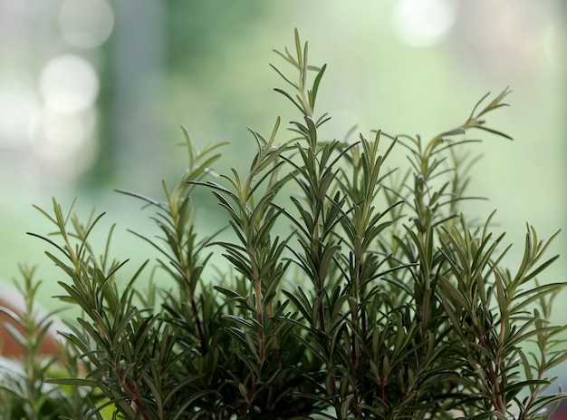 Free photo picnic basket, herbs