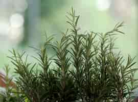 Free photo picnic basket, herbs