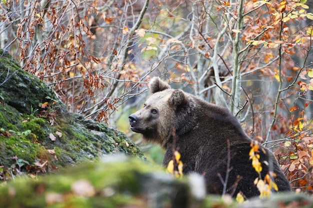 Picture of a brown bear in the Bavarian forest surrounded by colorful leaves during autumn