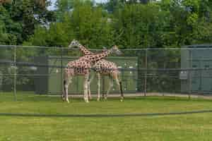 Foto gratuita immagine di giraffe che camminano in un cortile circondato da recinzioni e vegetazione in uno zoo