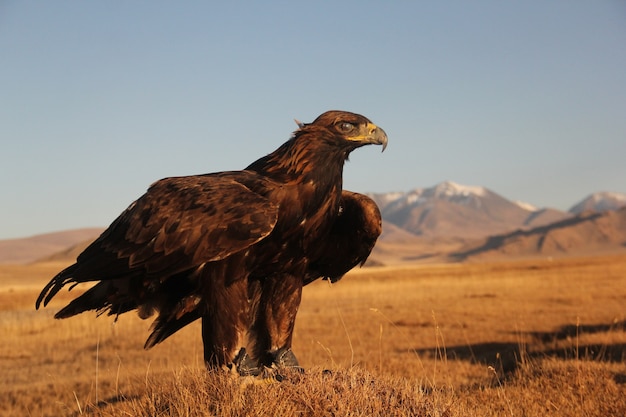 산으로 황량한 지역에서 날아갈 준비가 된 황금 독수리의 그림