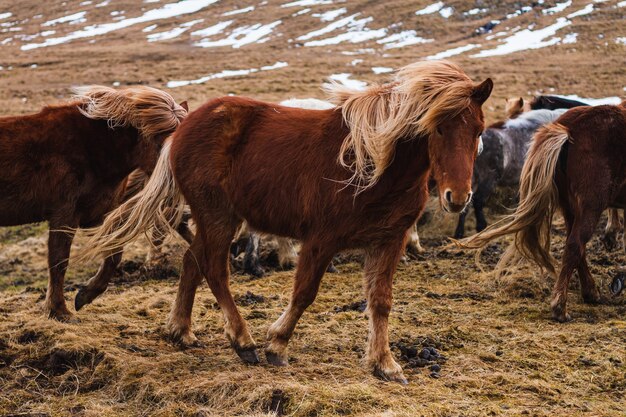 Picture of Icelandic horses running through the field covered in the grass and snow in Iceland