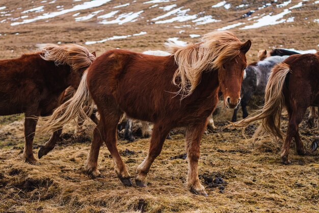アイスランドの草や雪に覆われた野原を走るアイスランドの馬の写真