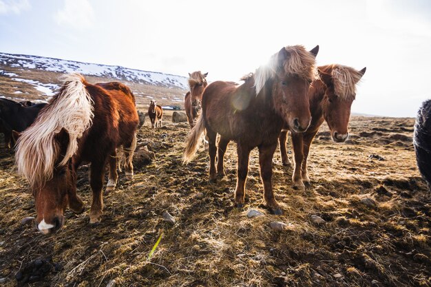 アイスランドの草や雪に覆われた野原を歩いているアイスランドの馬の写真