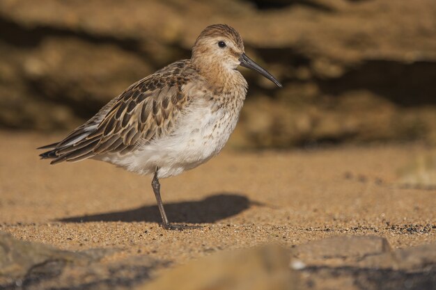 Picture of a red-backed sandpiper on the sand at daytime