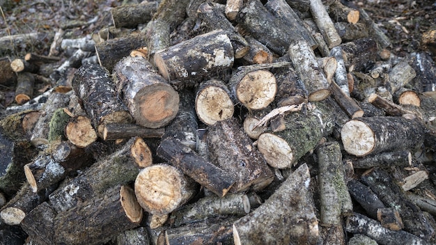 Picture of tree lumbers on the ground surrounded by leaves and branches