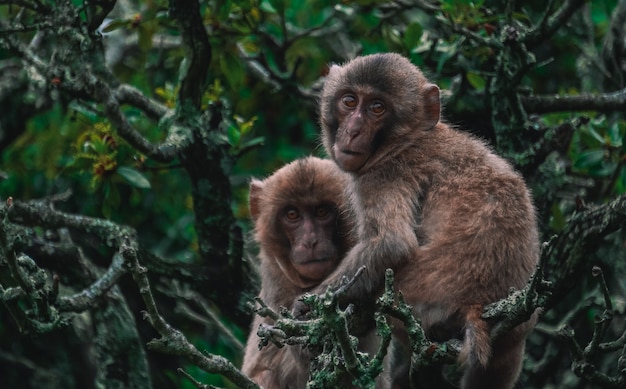 Picture of two monkeys holding each other on tree branches in the jungle