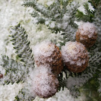 Picturesque branch of fir with cones covered with white snow