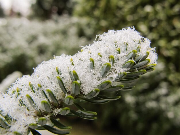 Picturesque branch of fir with fresh white snow