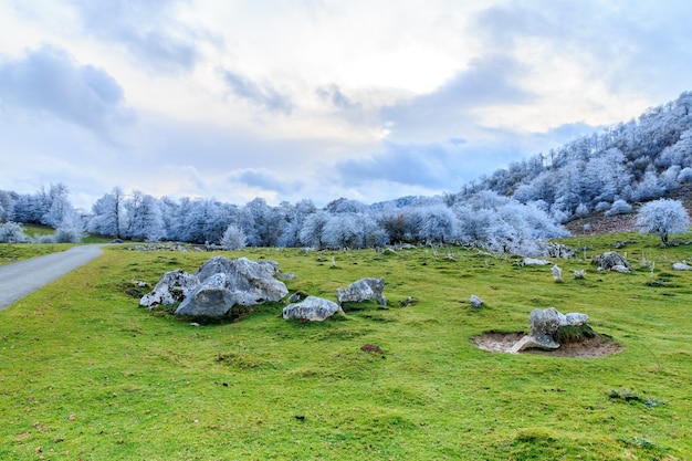 Picturesque landscape with frosted trees and a green field under a cloudy sky