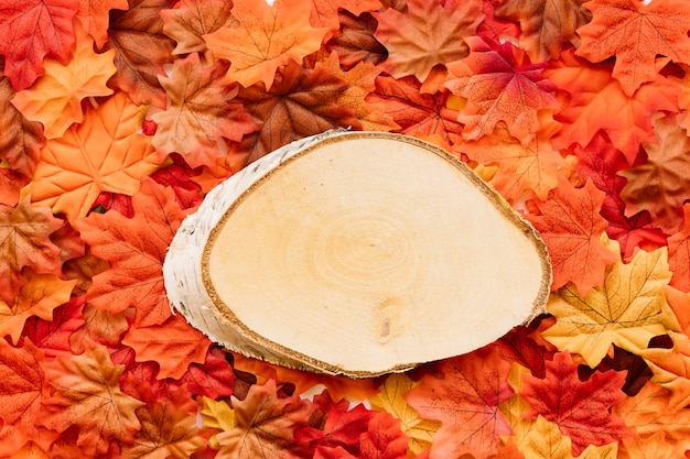 Piece of birch tree laying on leaves