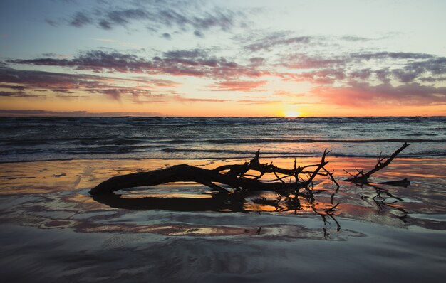 A piece of tree with branches half drowned in the ocean water during sunset